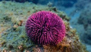 How do cells build skeletons? Mechano-genetic regulation of sea urchin skeletogenesis