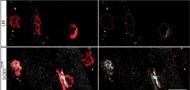 Muscle-derived miR-126 regulates TDP-43 axonal local synthesis and NMJ integrity in ALS models