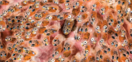 How the brain hatches an escape