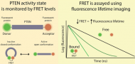 Biosensor for monitoring PTEN activity in biological systems