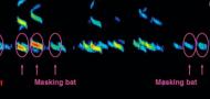 Onboard recordings reveal how bats maneuver under severe acoustic interference
