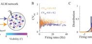 Sub-threshold neuronal activity and the dynamical regime of cerebral cortex