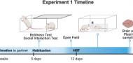 Neural and Behavioral Correlates of Individual Variability in Rat Helping Behavior: A Role for Social Affiliation and Oxytocin Receptors