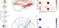Mechanisms of Long-Term Nonexternally Reinforced Preference Change: Functional Connectivity Changes in a Longitudinal Functional MRI Study