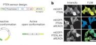 Genetically encoded biosensor for fluorescence lifetime imaging of PTEN dynamics in the intact brain