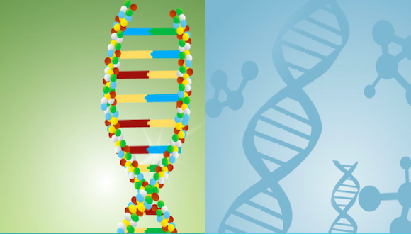 Ruth Ashery-Padan is the new Head of the Yoran Institute for Human Genome Research