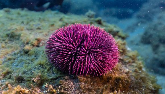 How do cells build skeletons? Mechano-genetic regulation of sea urchin skeletogenesis How do cells build skeletons? Mechano-genetic regulation of sea urchin skeletogenesis